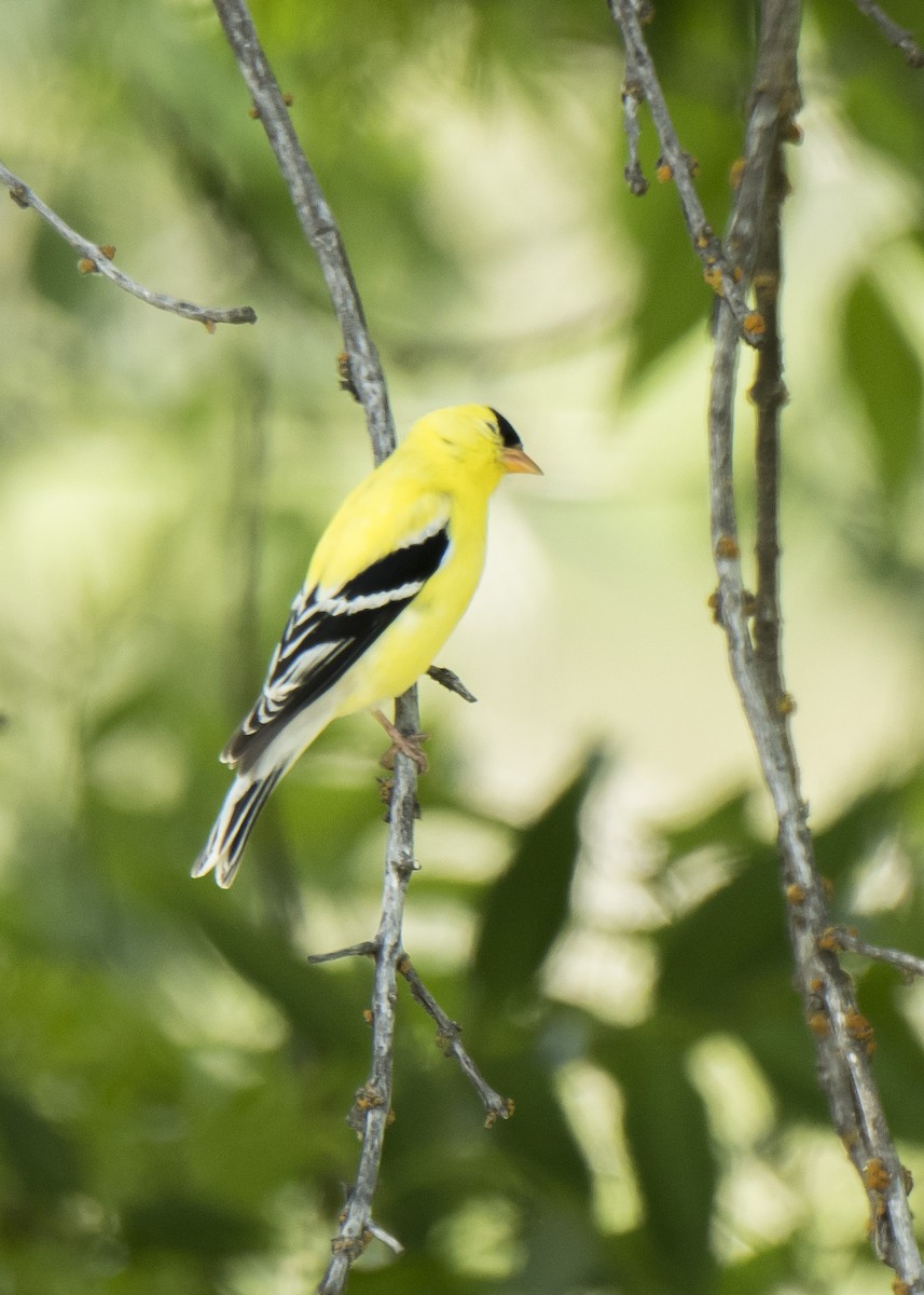 American Goldfinch - Ernest Rowley