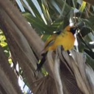 Hooded Oriole - ML102913181