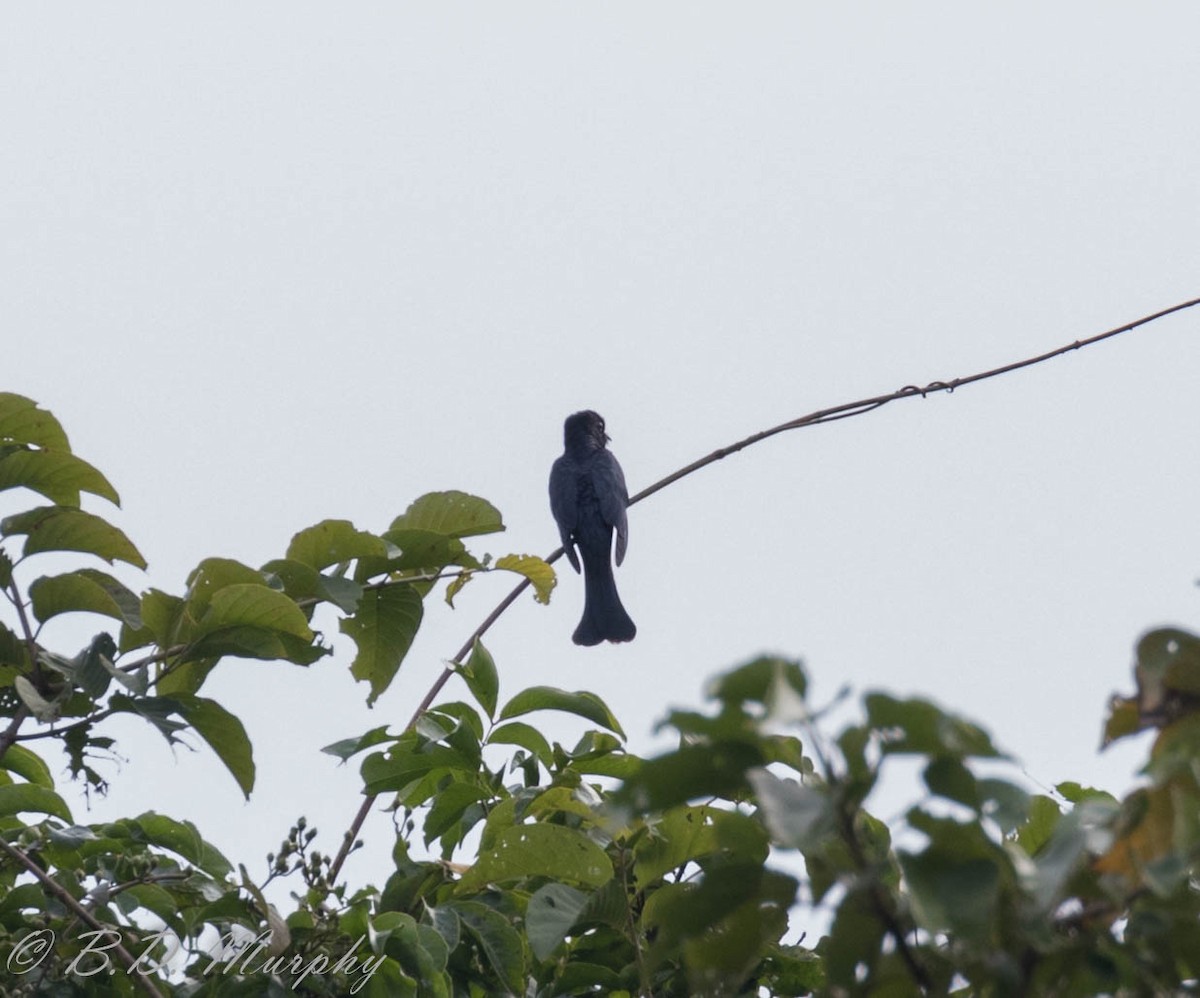 Square-tailed Drongo-Cuckoo - Brad Murphy