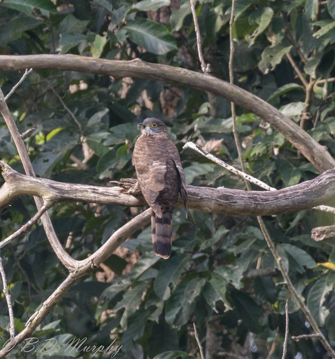 Large Hawk-Cuckoo - ML102914761