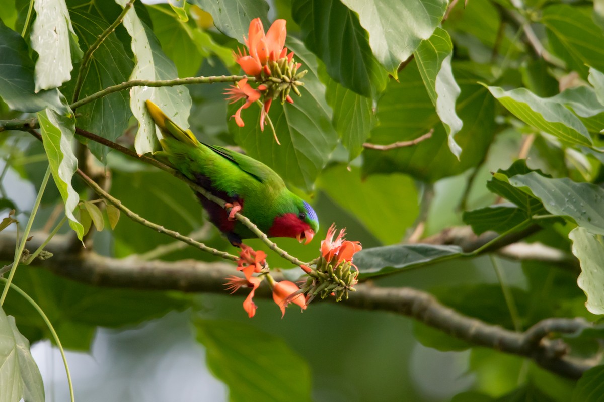 Blue-crowned Lorikeet - ML102915101