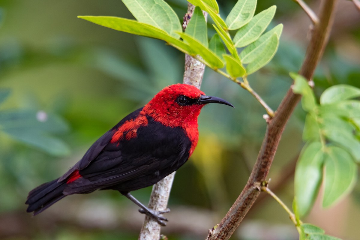 Samoan Myzomela - Mike Greenfelder