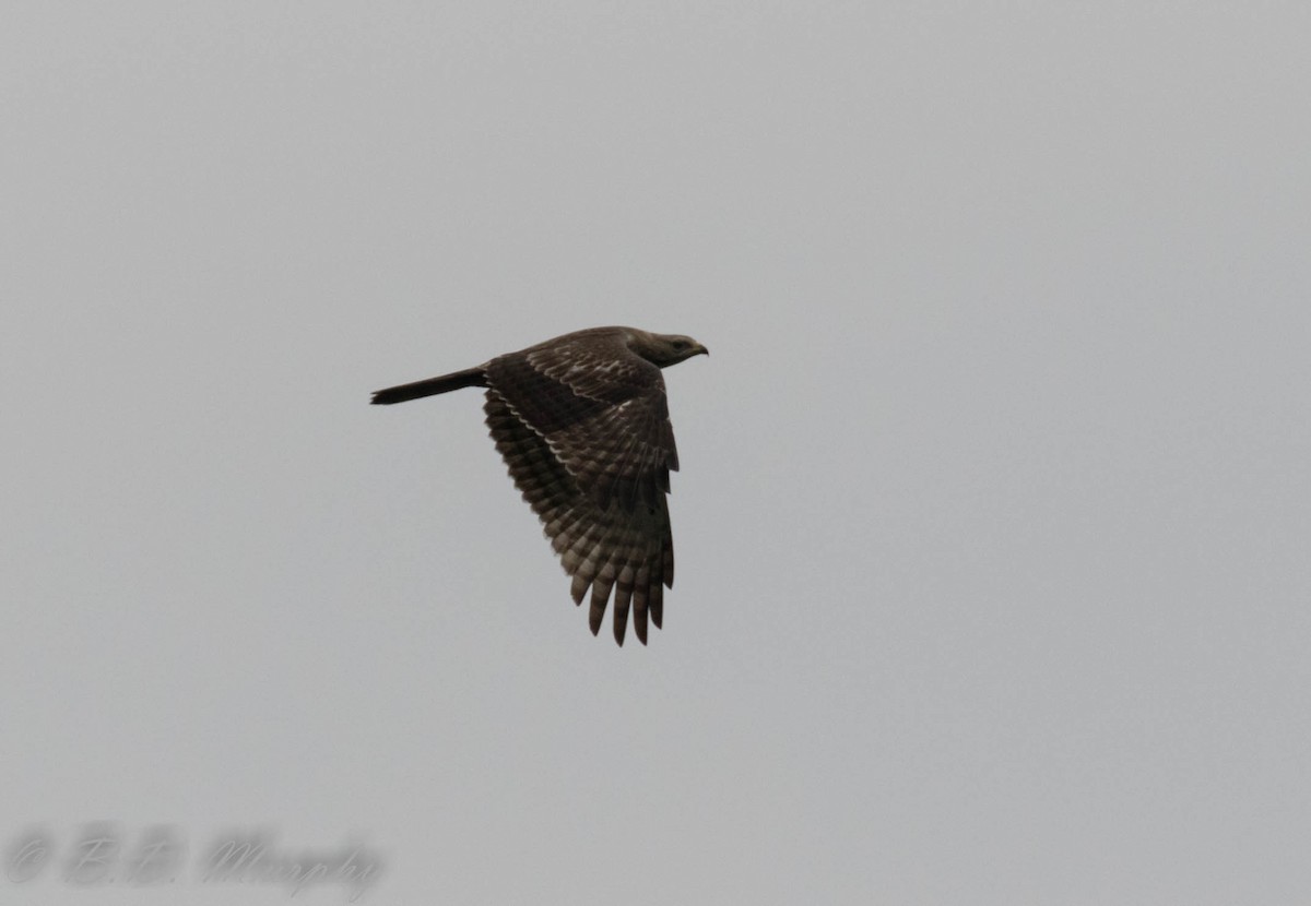 Oriental Honey-buzzard - Brad Murphy