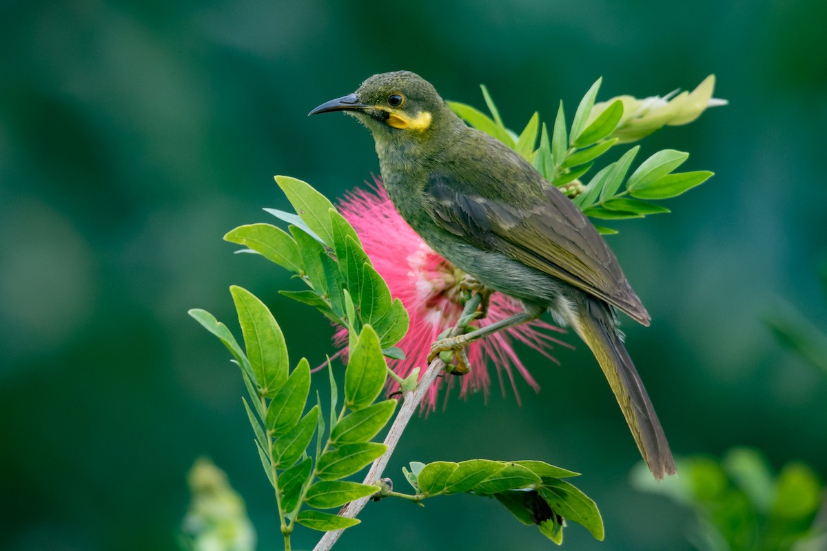 Eastern Wattled-Honeyeater - ML102915171