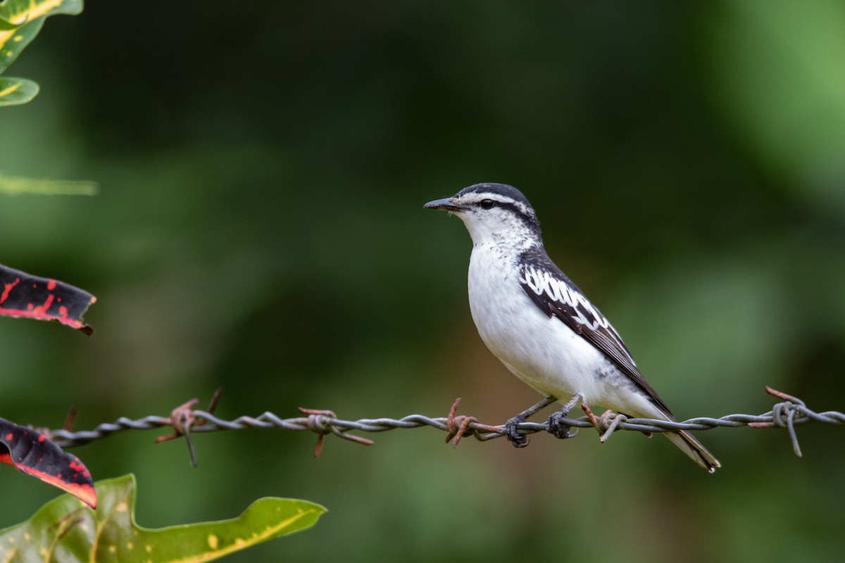 Polynesian Triller - Mike Greenfelder