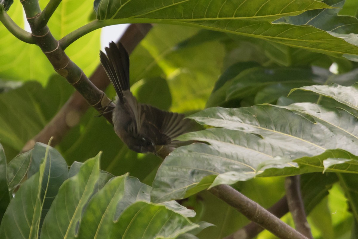 Samoan Fantail - ML102915241