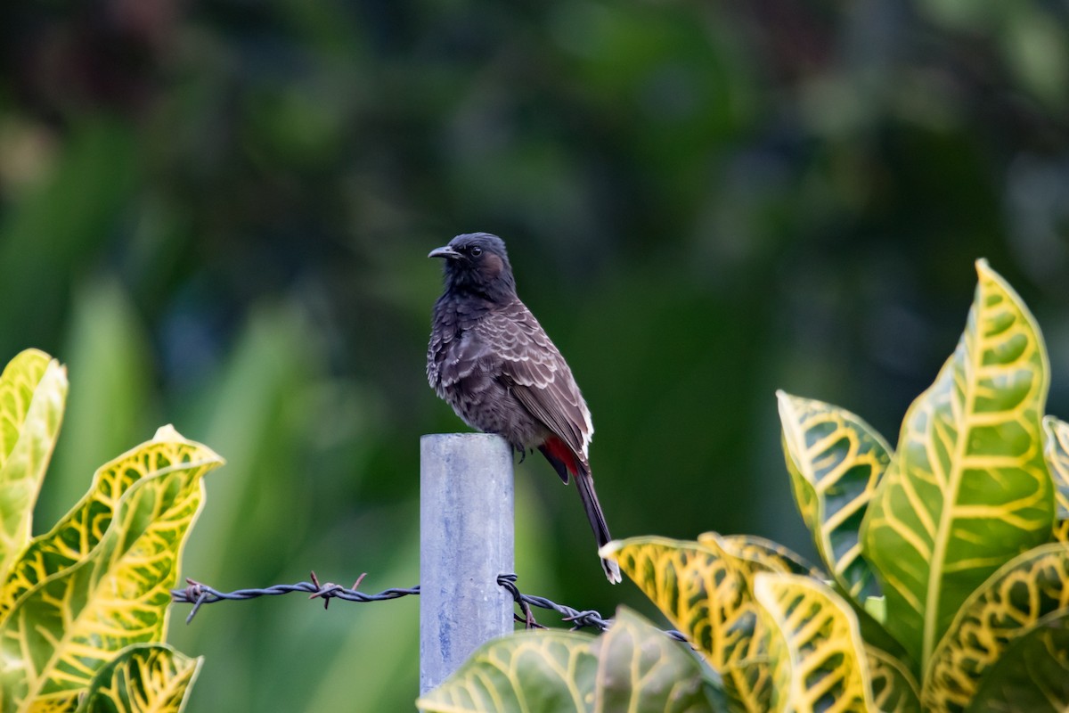 Bulbul à ventre rouge - ML102915271