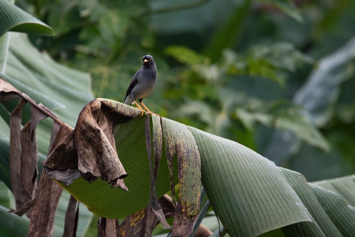 Jungle Myna - ML102915381