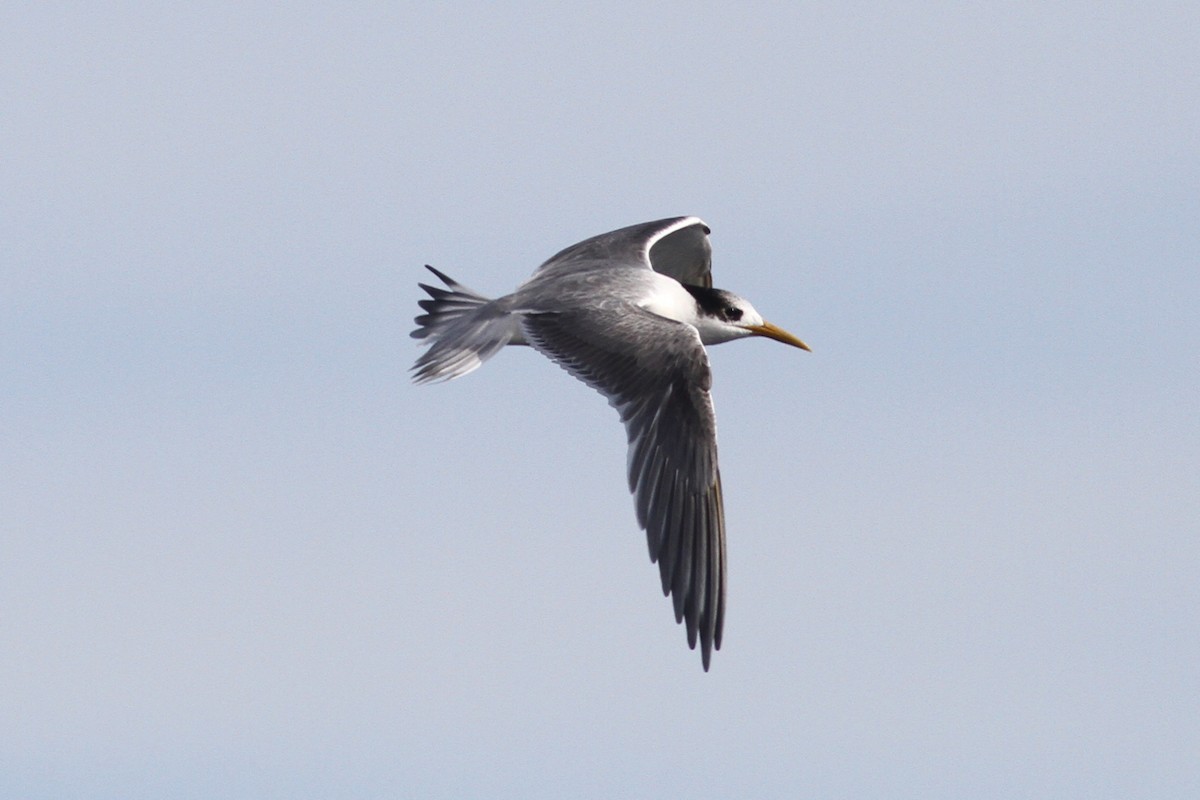 Great Crested Tern - Robert Hamilton