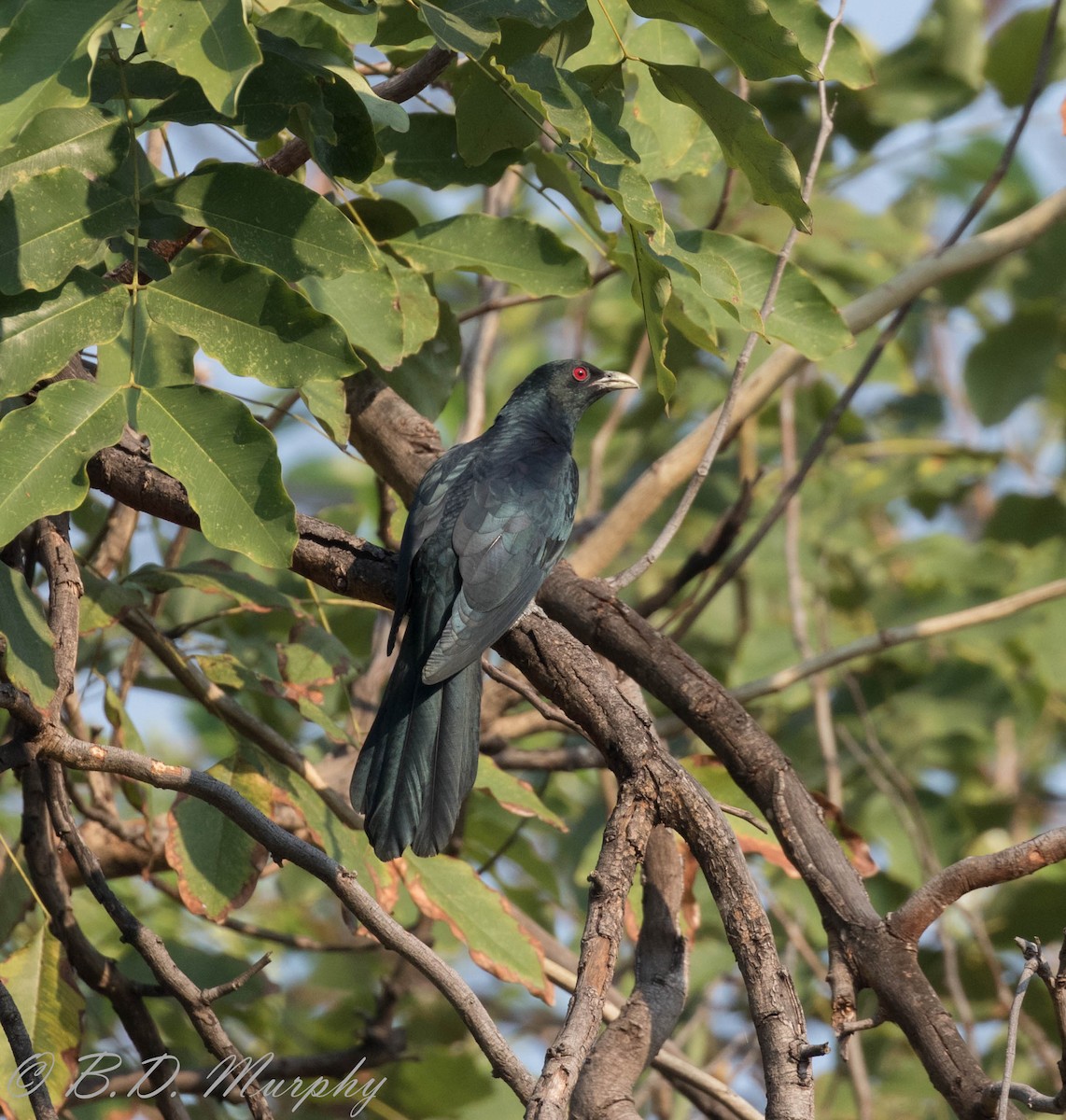 Asian Koel - Brad Murphy