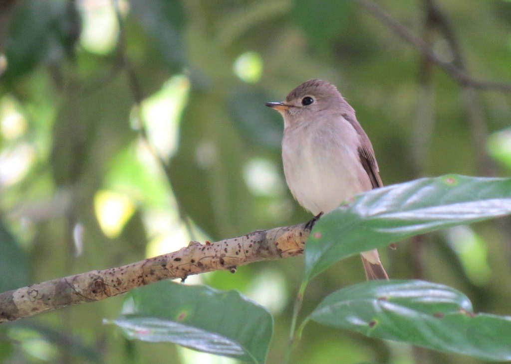 Asian Brown Flycatcher - ML102917751