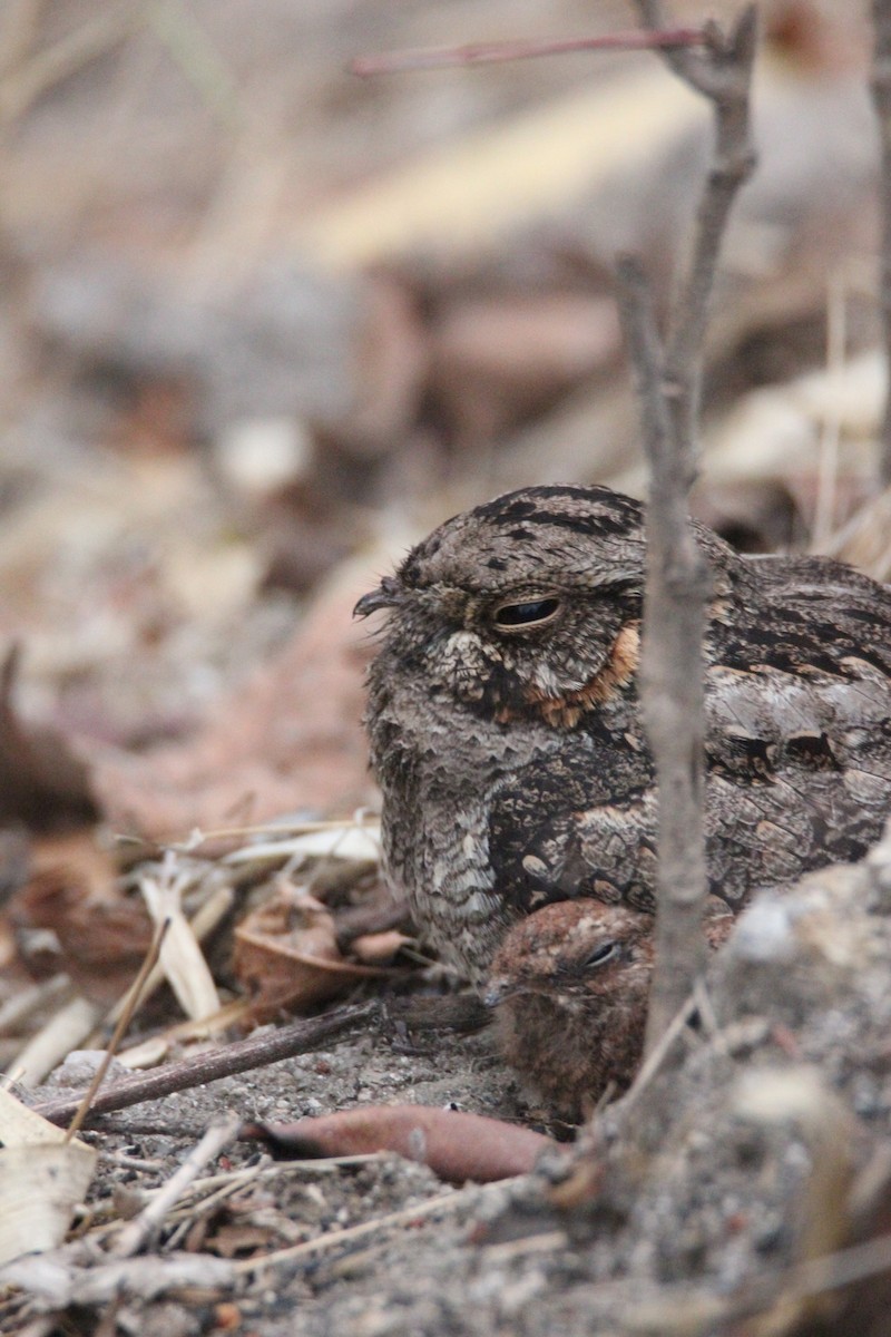 nightjar sp. - ML102918411