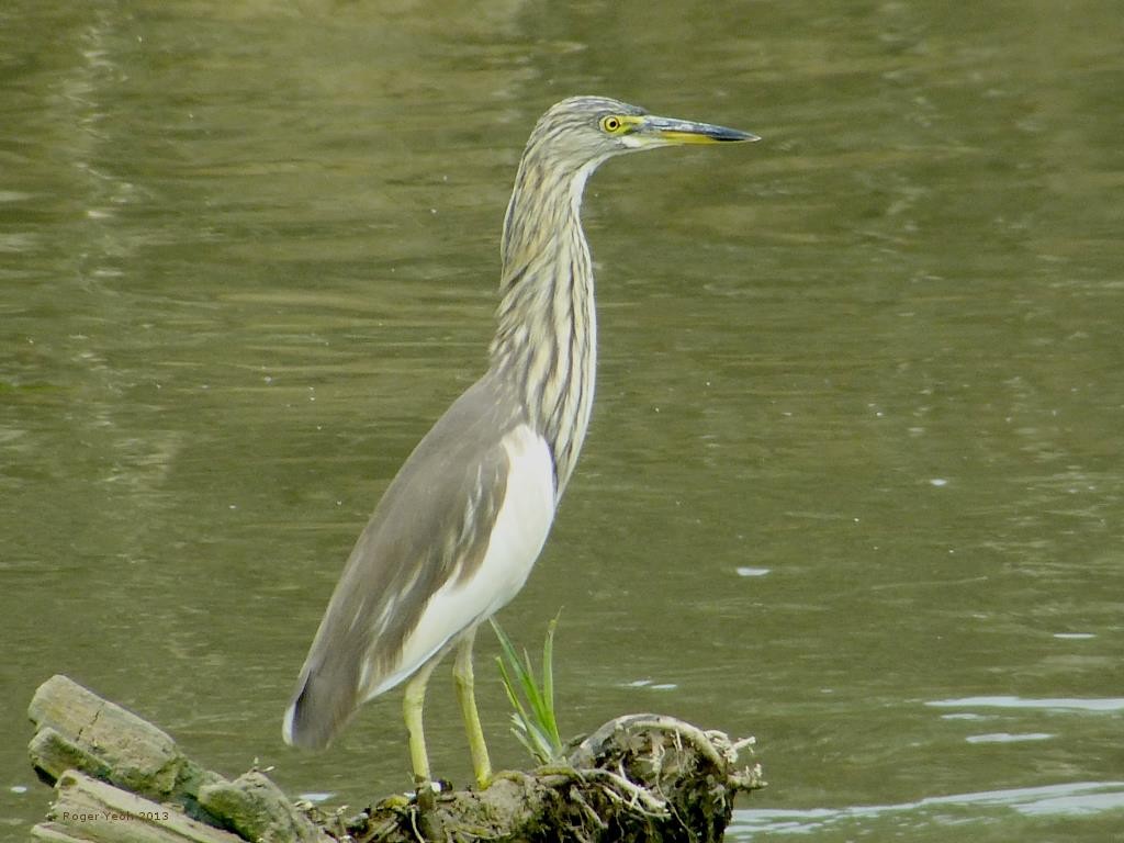 Garcilla sp. (Ardeola sp.) - ML102918741