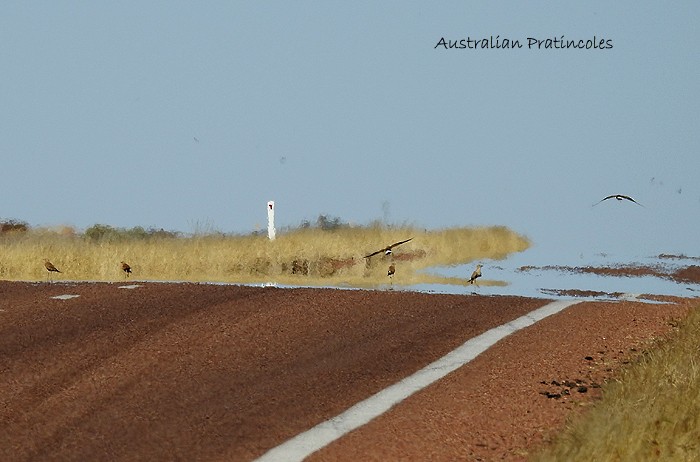 Australian Pratincole - ML102918771