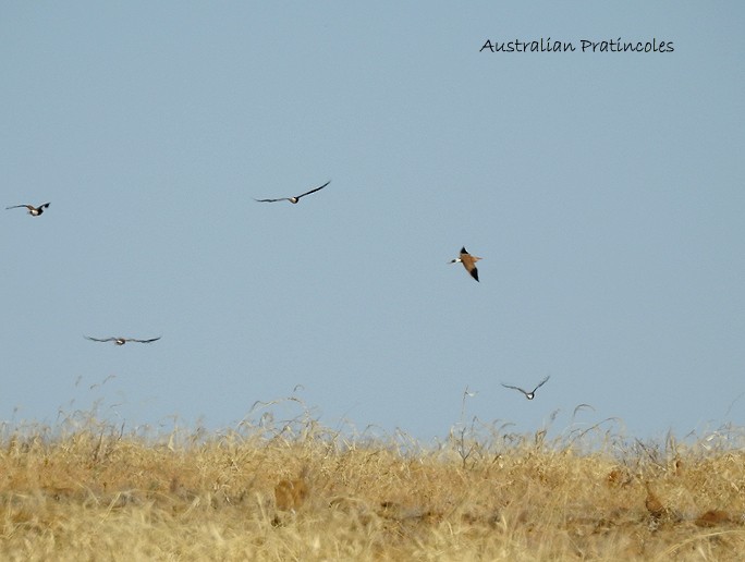 Australian Pratincole - ML102918781