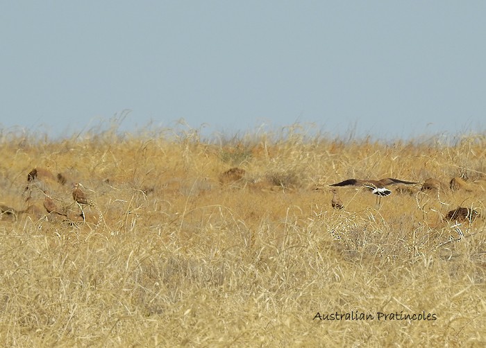 Australian Pratincole - ML102918791