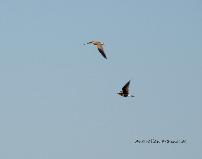 Australian Pratincole - ML102918811