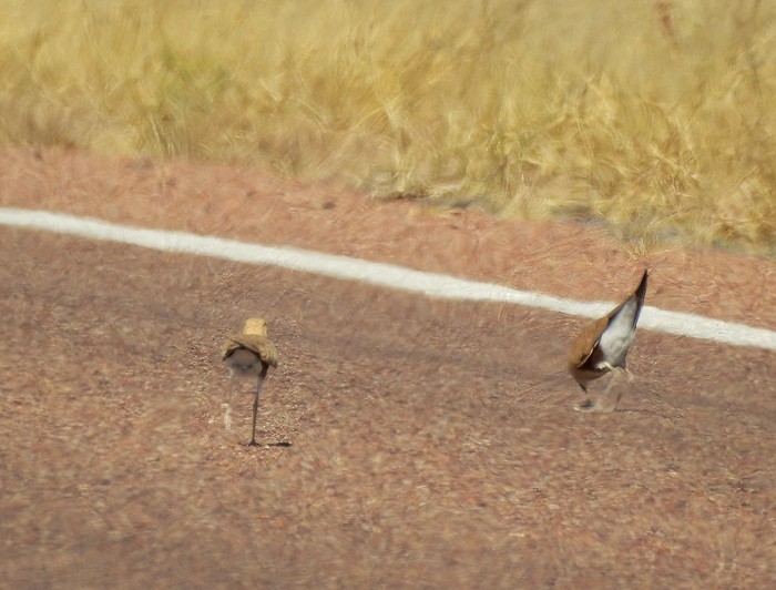 Australian Pratincole - ML102918821