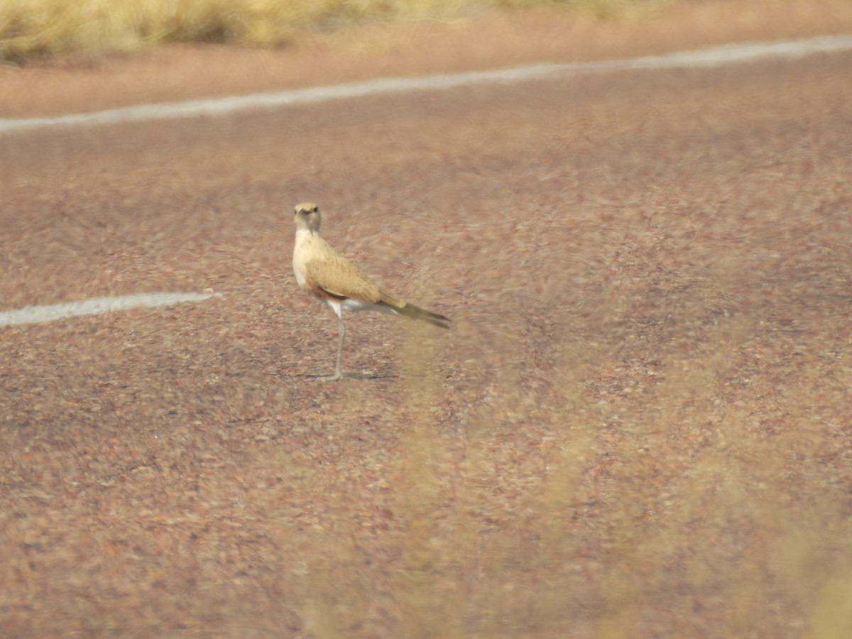 Australian Pratincole - ML102918831