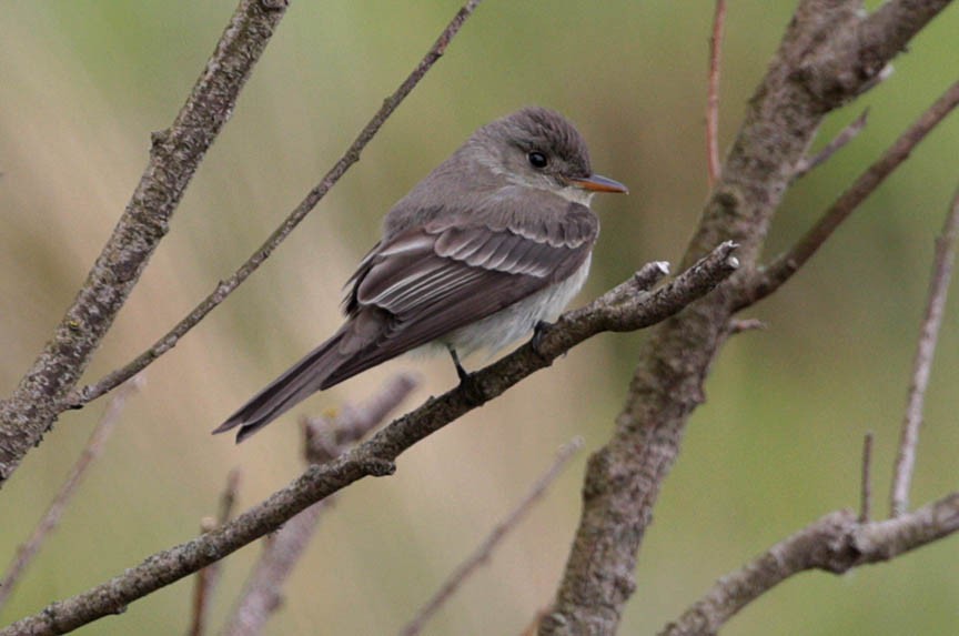 Eastern Wood-Pewee - ML102920201