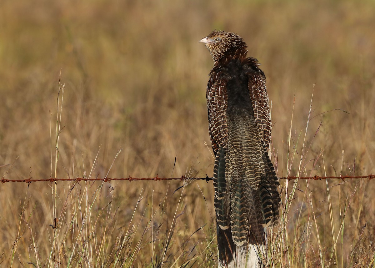 Pheasant Coucal - ML102920541