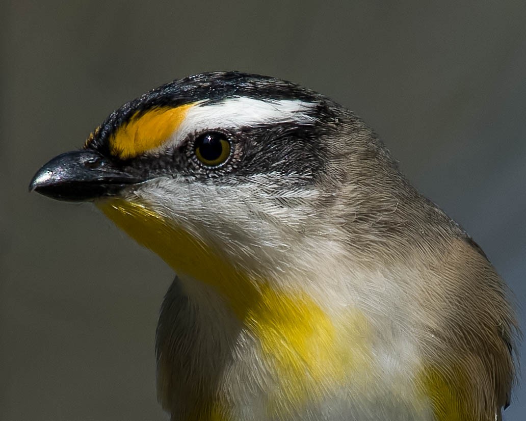 Striated Pardalote - ML102921691