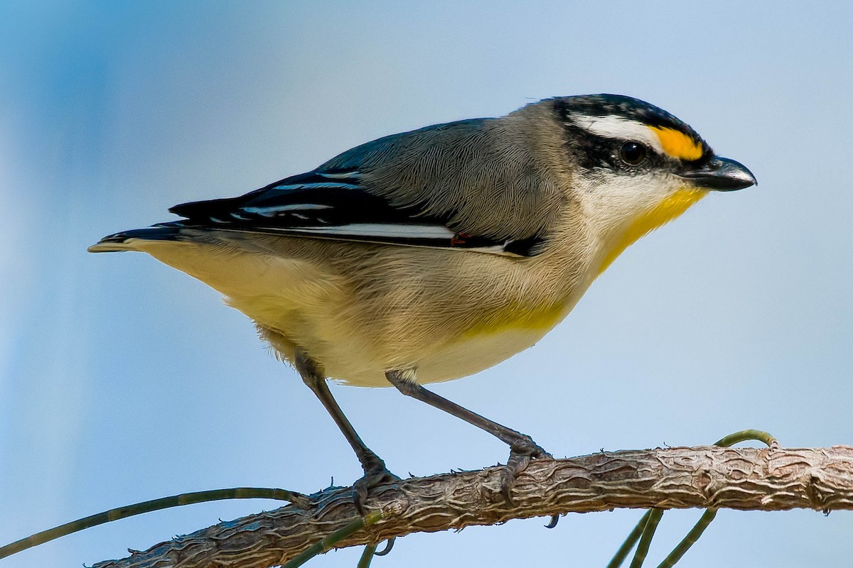 Streifenpanthervogel - ML102921701