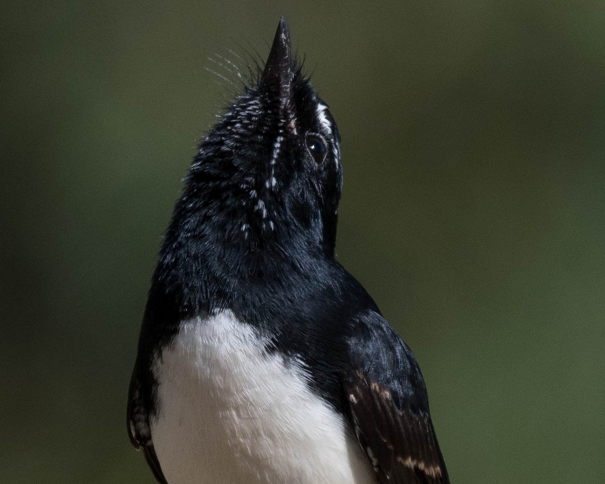 Willie-wagtail - Terence Alexander