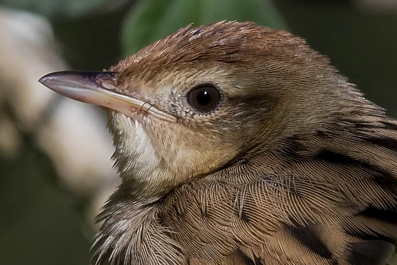 Tawny Grassbird - ML102921971