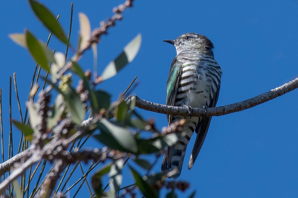 Shining Bronze-Cuckoo - ML102922141