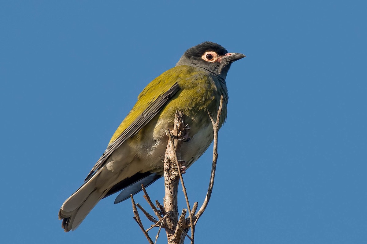Australasian Figbird - Terence Alexander