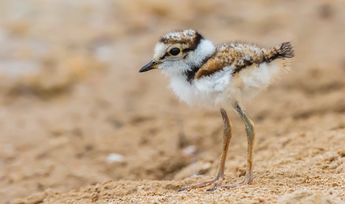 Little Ringed Plover - ML102923631