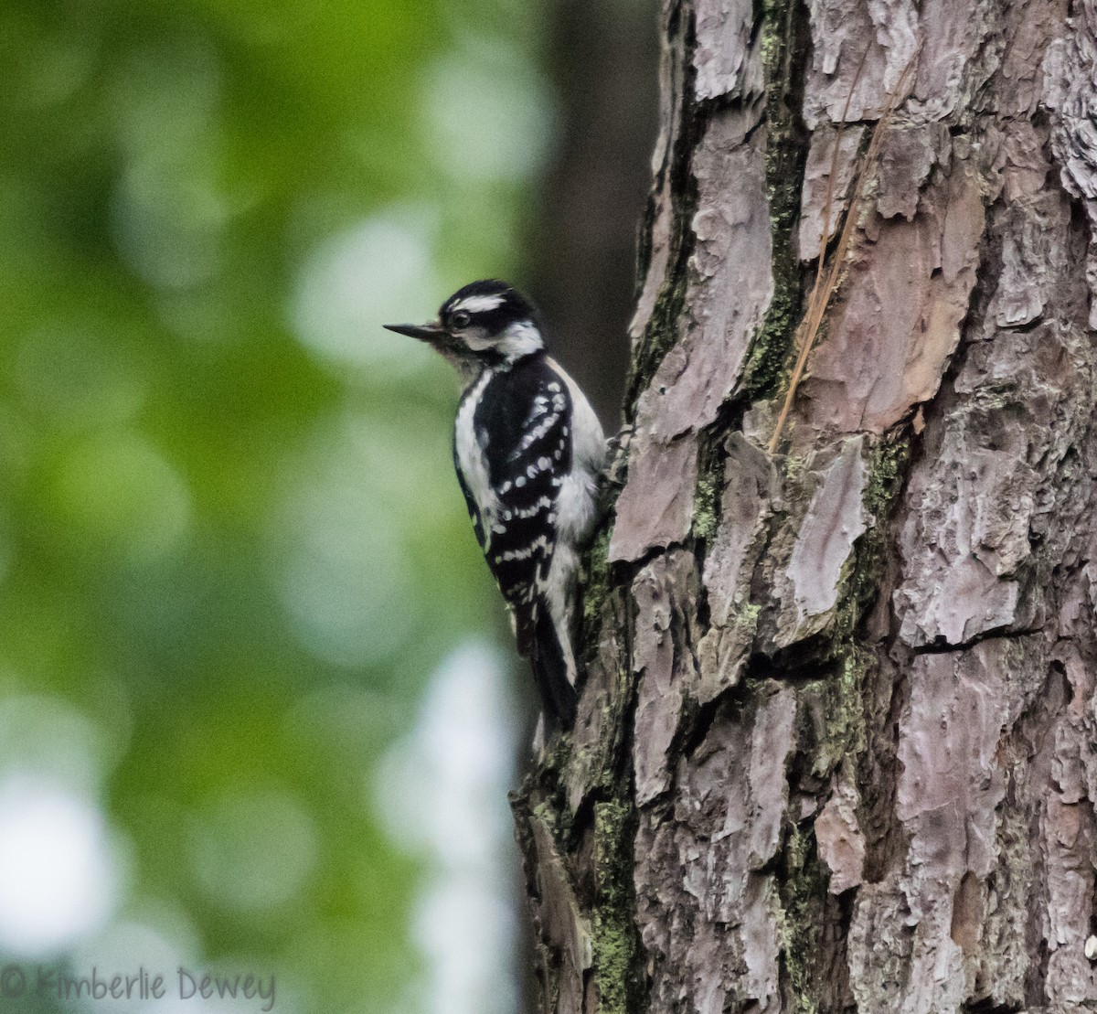 Downy Woodpecker - ML102924401