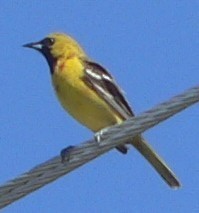 Orchard Oriole - ML102924671