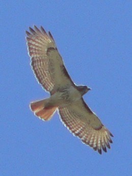 Red-tailed Hawk - ML102924891