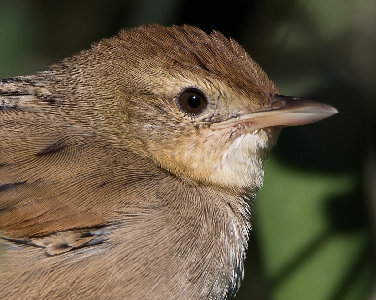 Tawny Grassbird - ML102925631