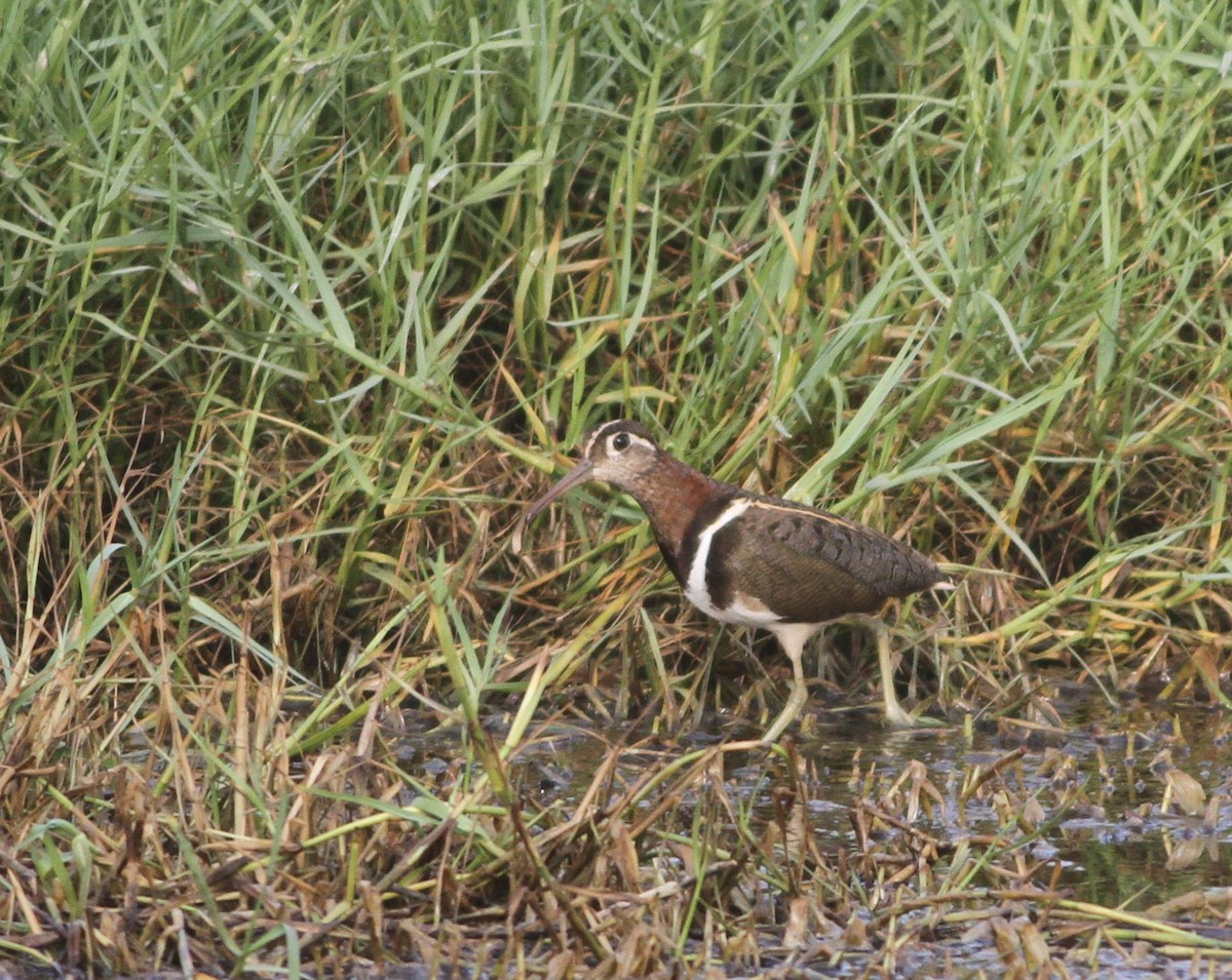 Greater Painted-Snipe - ML102925761