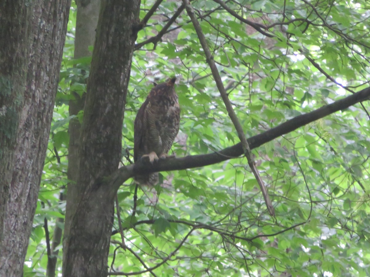 Great Horned Owl - ML102926241