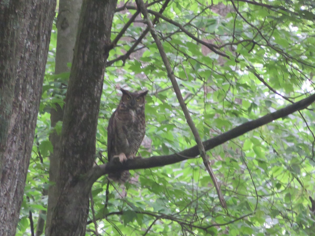 Great Horned Owl - ML102926261