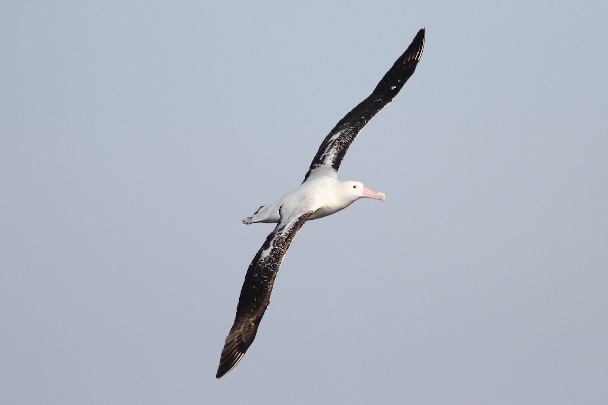 Antipodenalbatros (gibsoni) - ML102926351