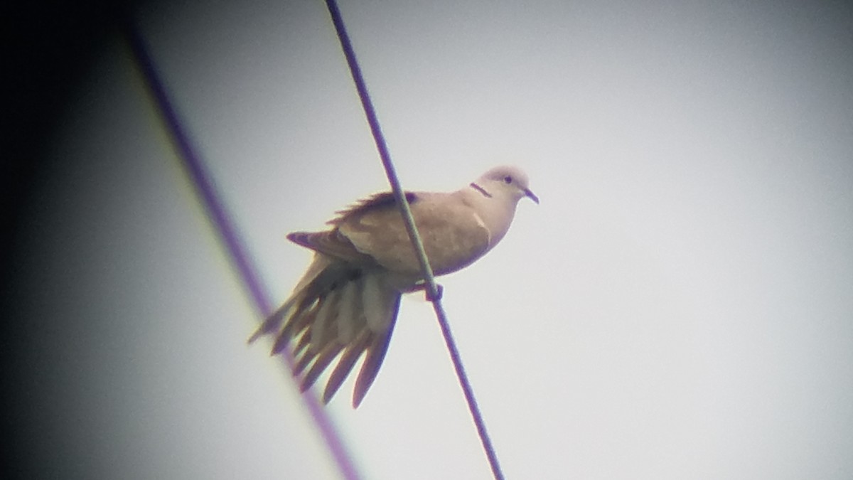 Eurasian Collared-Dove - ML102930251