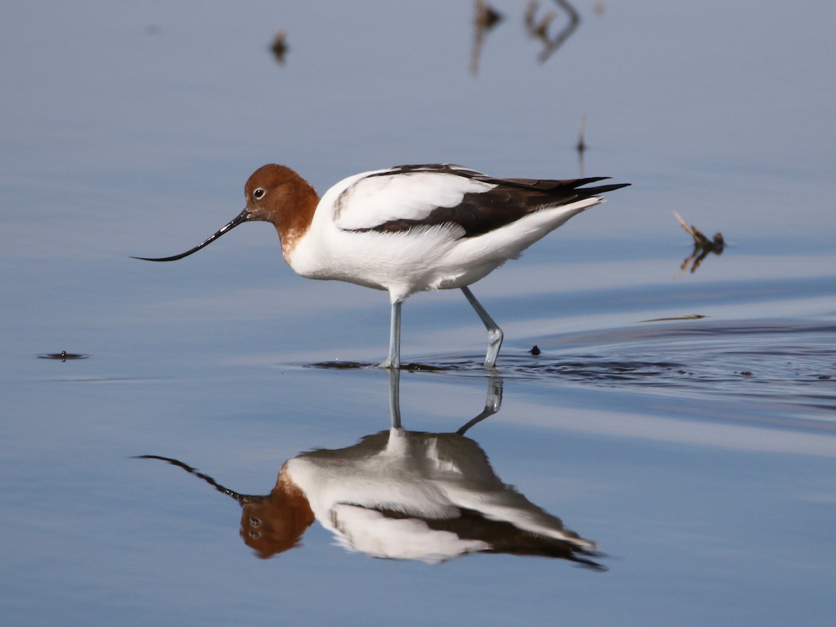 Red-necked Avocet - Paul Coddington