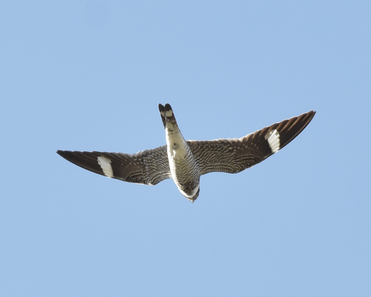 Common Nighthawk - ML102932891