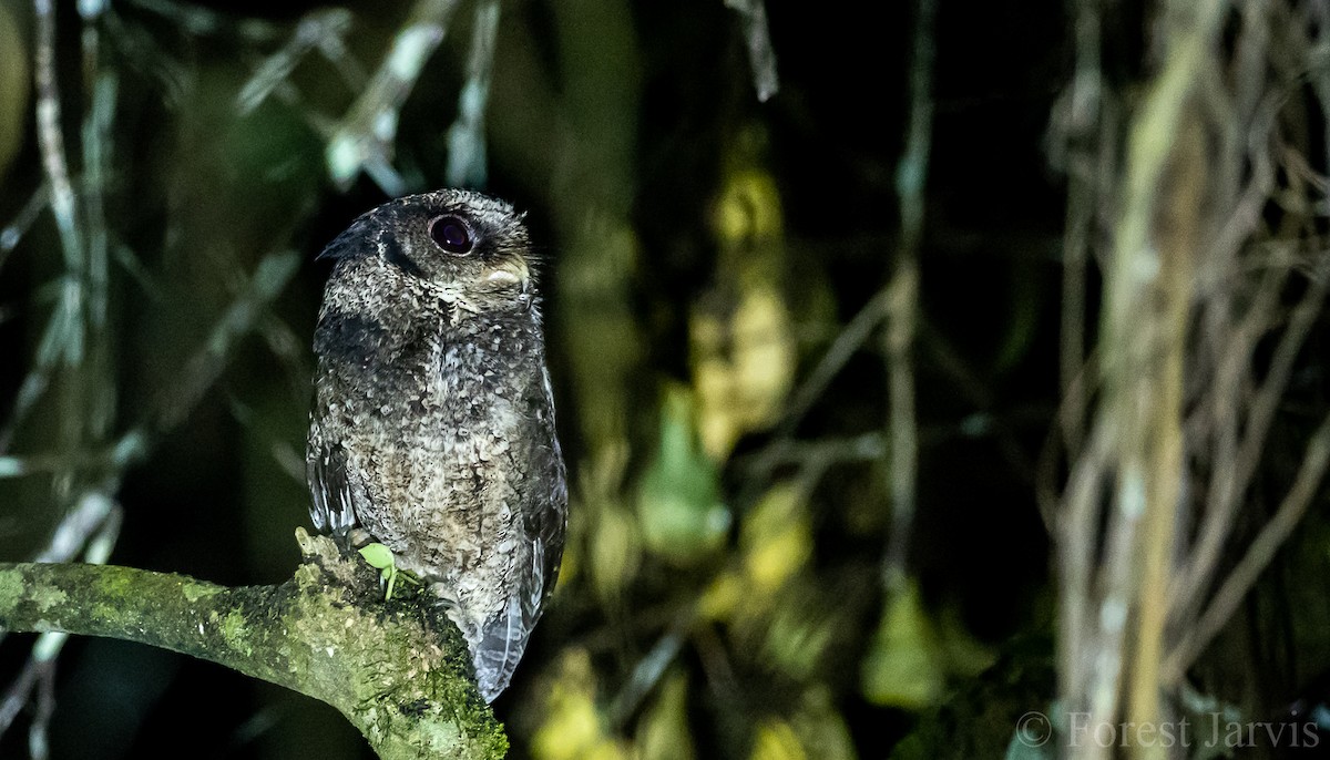 Everett's Scops-Owl - ML102934241