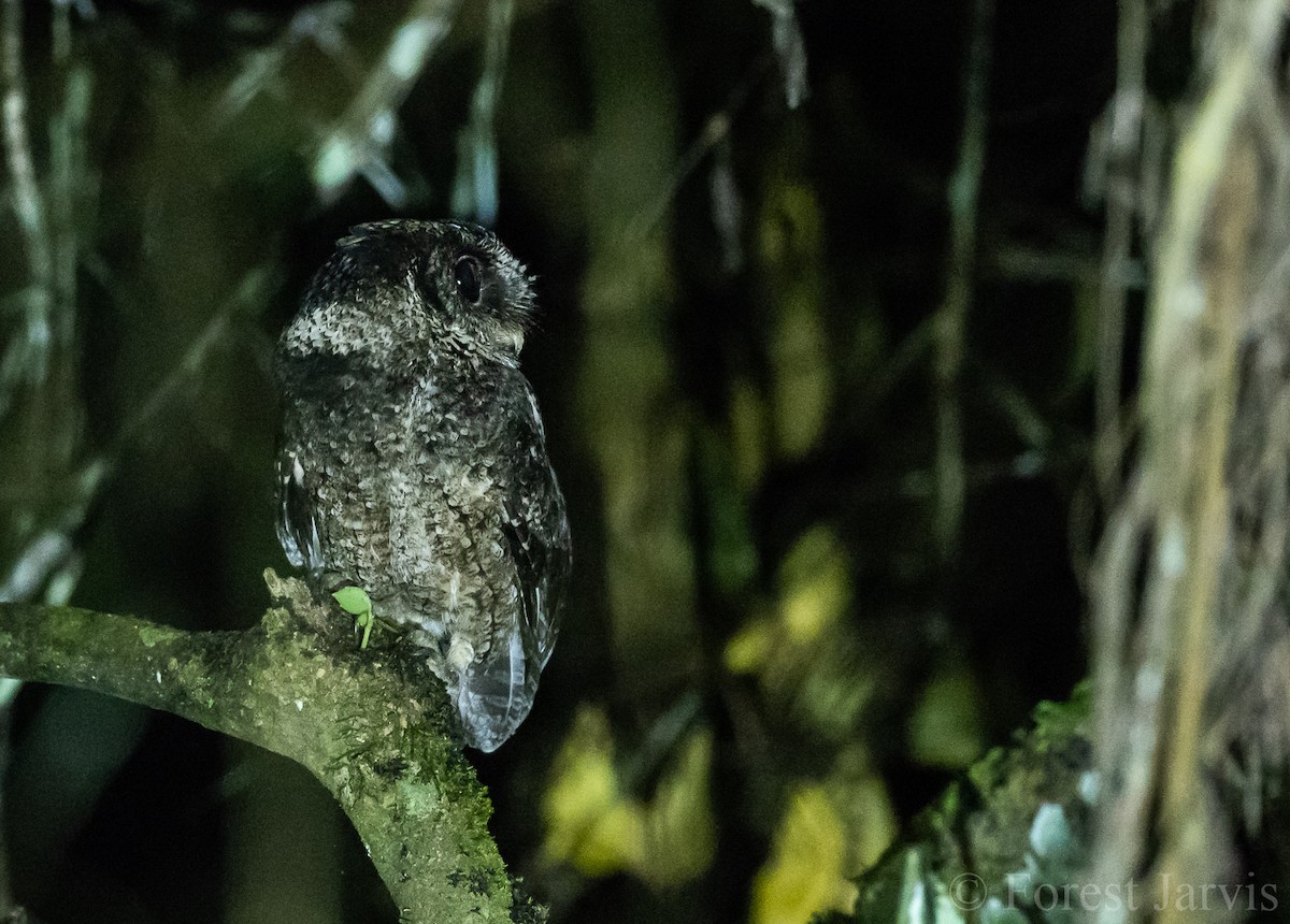 Everett's Scops-Owl - ML102934251