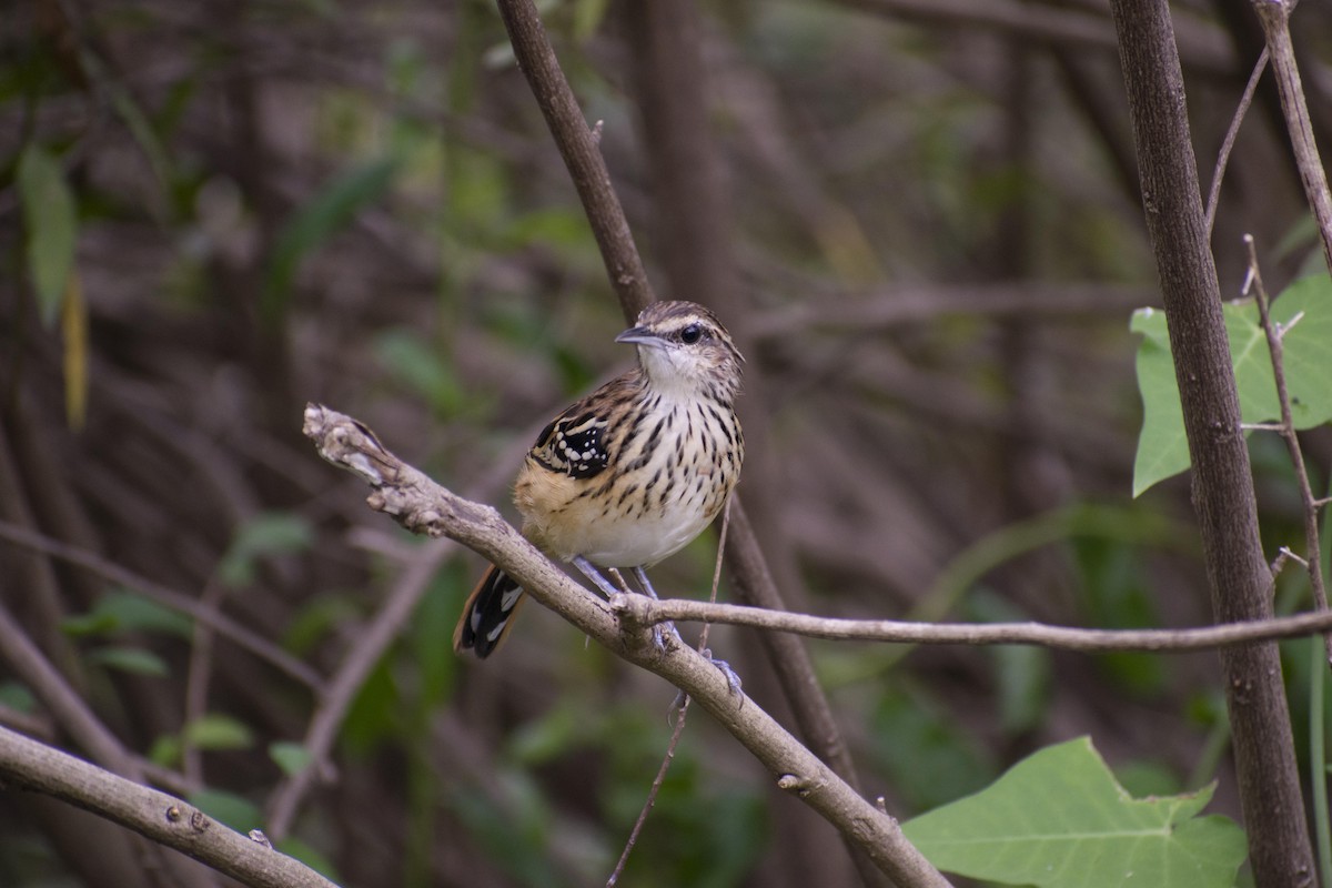 Stripe-backed Antbird - ML102934611