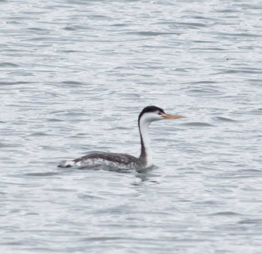 Clark's Grebe - ML102936991