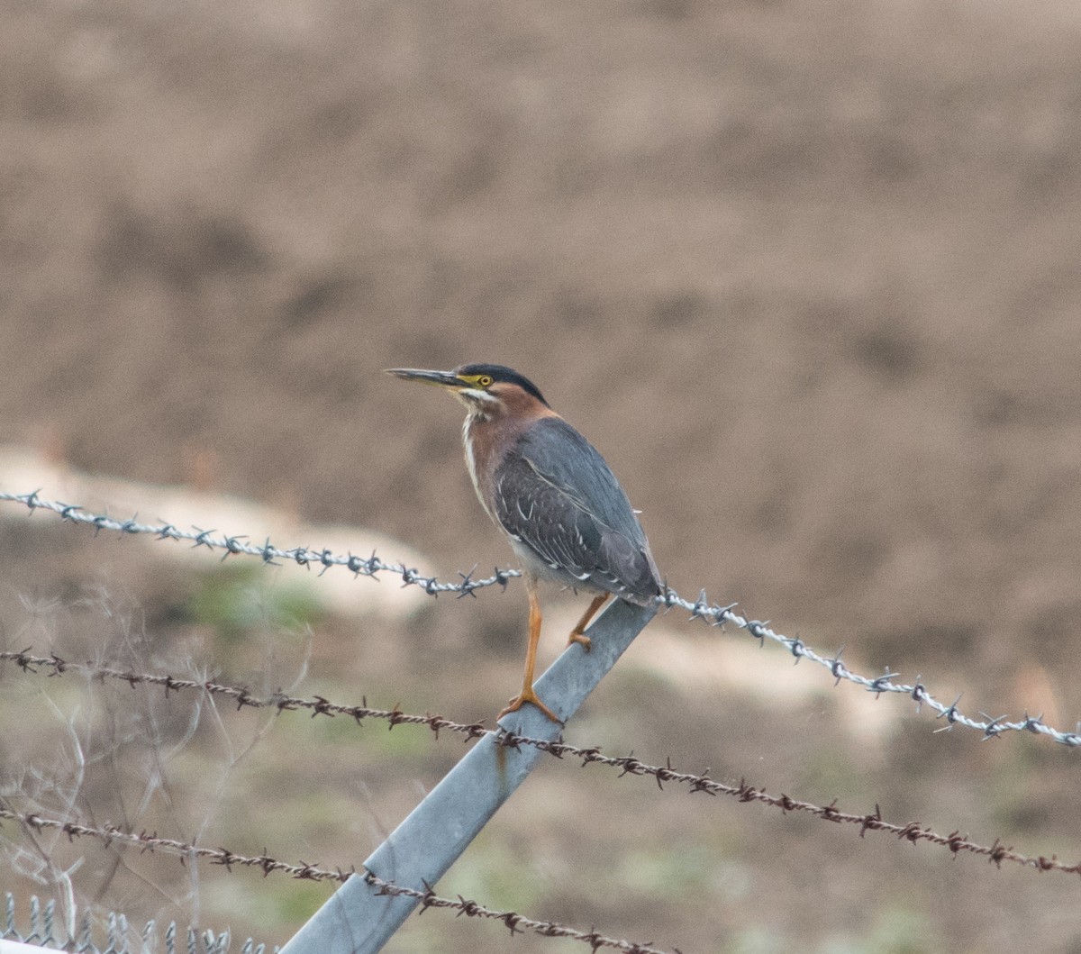 Green Heron - ML102937041