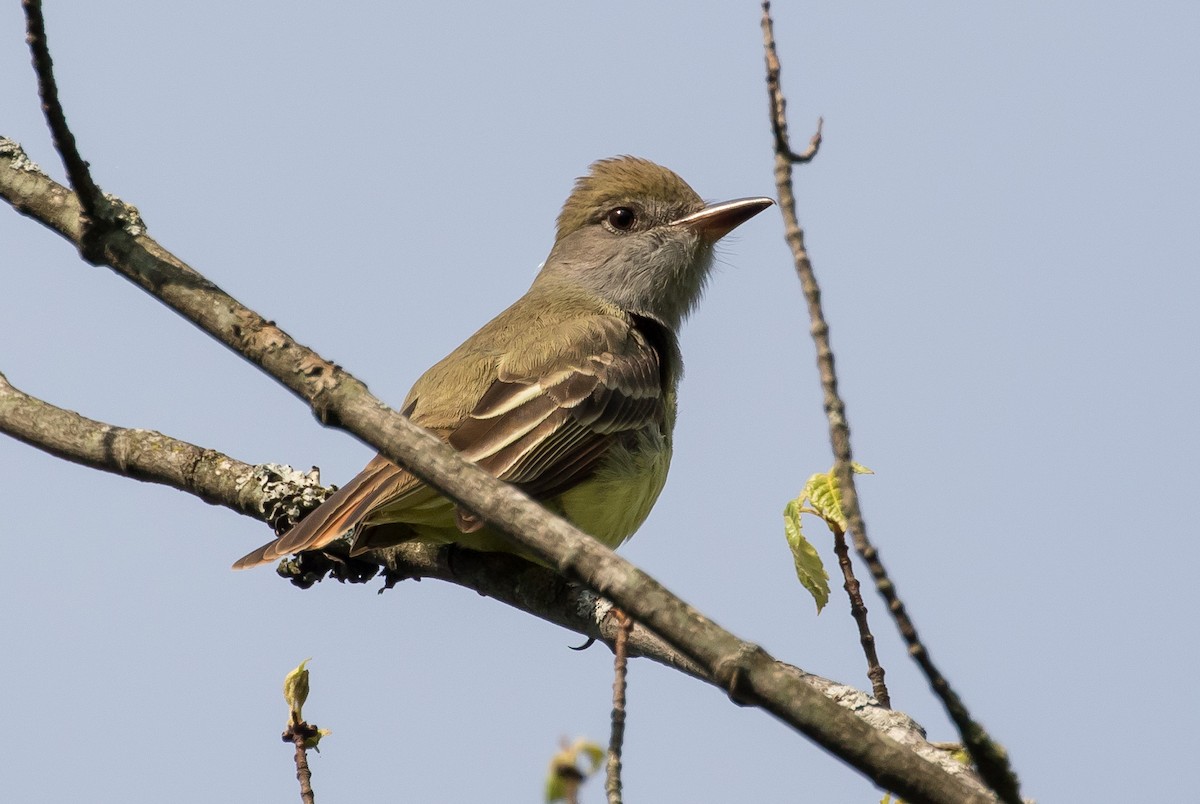 Great Crested Flycatcher - ML102937331