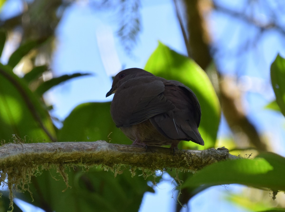 Pigeon vineux - ML102938221